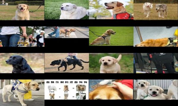 导盲犬品种盲犬都有什么品种