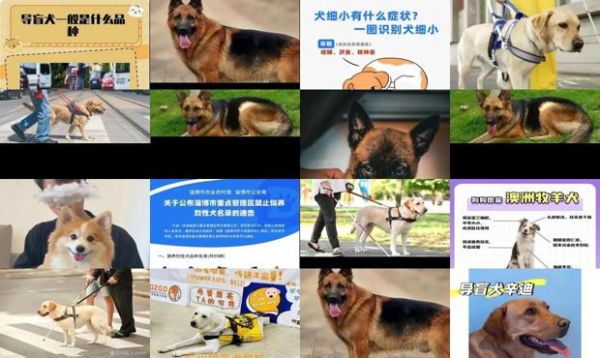 导盲犬品种的选择依据