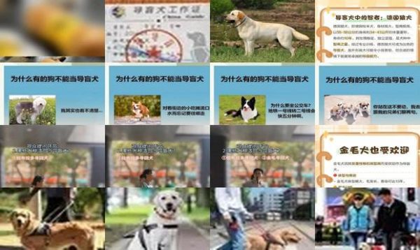 导盲犬首选什么品种