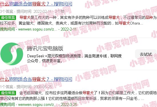 导盲犬首选什么品种