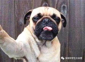 探究宠物狗品种的独特魅力