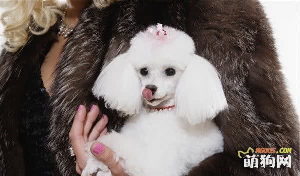 养狗必知！犬的品种的差别