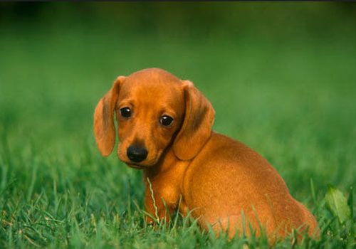 腊肠犬打架厉害吗