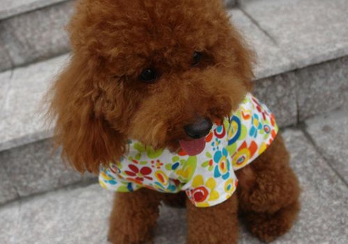 泰迪犬的寿命有多长
