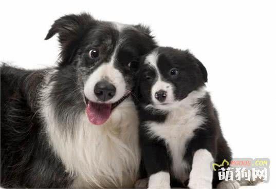 了解狗狗品种特质，再也不用担心买不到适合的狗狗了
