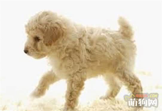 了解狗狗品种特质，再也不用担心买不到适合的狗狗了