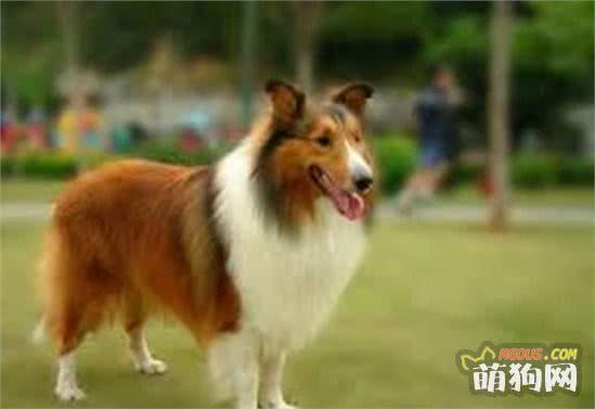 了解狗狗品种特质，再也不用担心买不到适合的狗狗了