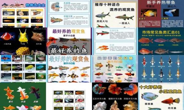 观赏鱼品种大全名字