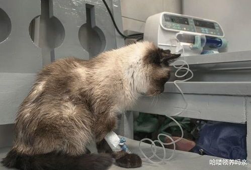 猫咪寄生虫感染治疗费用多少?后续护理费用贵不贵?