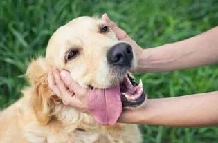 宠物培养：如何让你的宠物健康快乐？宠物饮食、运动、训练全指南