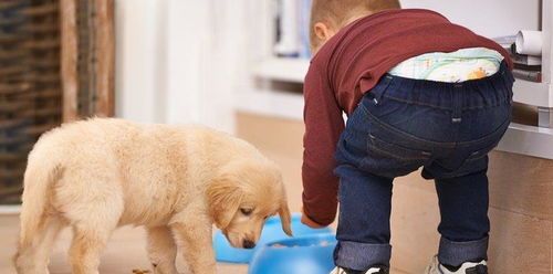 宠物培养：如何让你的宠物健康快乐？宠物饮食、运动、训练全指南