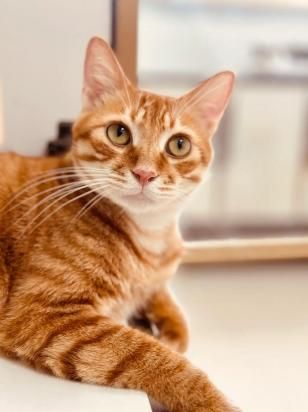 两个月大的猫咪可以吃什么东西-图1