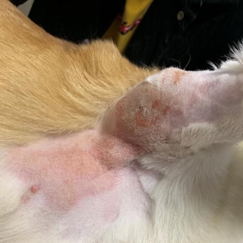 猫脓皮症治疗指南（以宠物为主的完整疾病治疗方案）