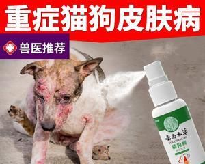 猫脓皮症治疗指南（以宠物为主的完整疾病治疗方案）