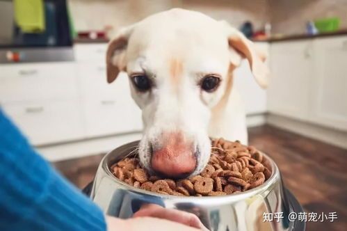 “狗狗营养骨头汤,健康必备食谱”