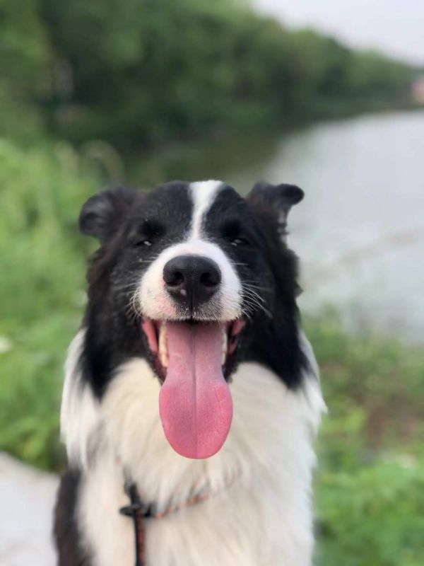 南昌训狗学校 南昌训犬基地 南昌宠物训练_3