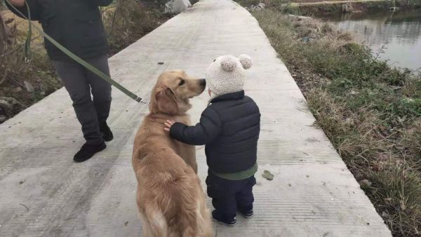 南昌训狗学校 南昌训犬基地 南昌宠物训练_4