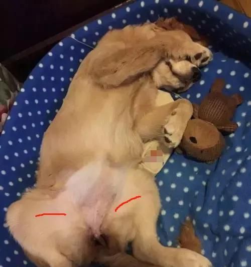 小狗后肢无力，如何保障宠物健康（小狗后肢无力的原因）