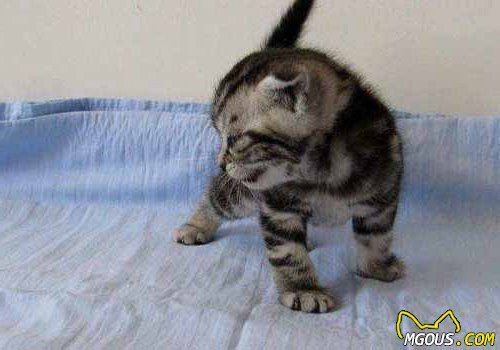 新生的小猫吃什么比较好？