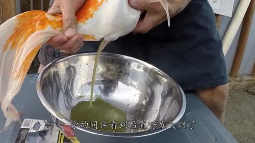 宠物吃鱼需要花多少钱呢?