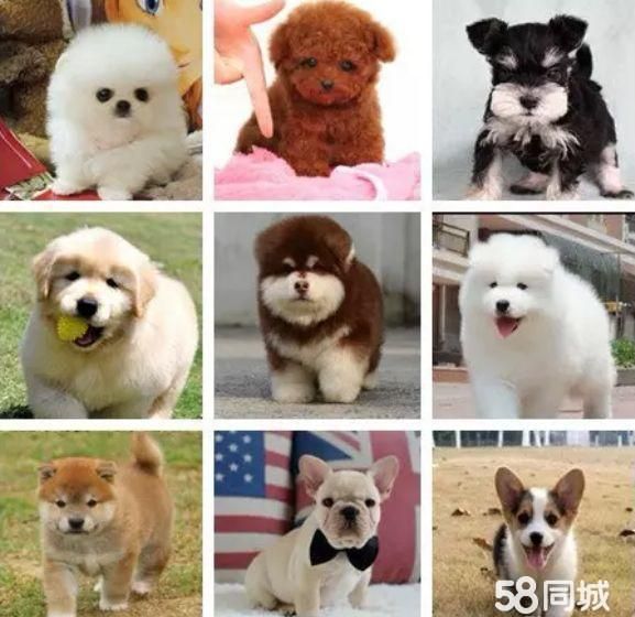 狗狗怀孕的表现：如何识别宠物的孕期征兆