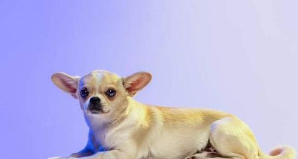 孕期养狗是否有影响（探究宠物狗对孕妇的影响及防范措施）