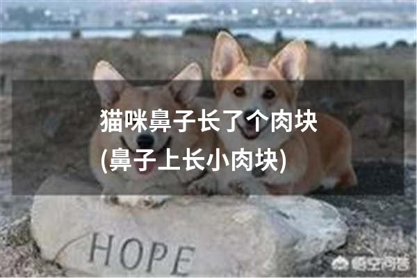 猫咪鼻子长了个肉块(鼻子上长小肉块)