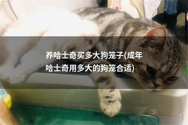养哈士奇买多大狗笼子(成年哈士奇用多大的狗笼合适)