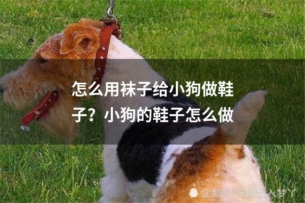 怎么用袜子给小狗做鞋子？小狗的鞋子怎么做