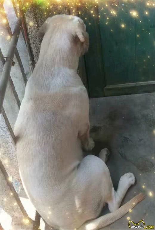 怎样给宠物狗狗接种疫苗，你知道吗？接种疫苗六个要素必须熟记