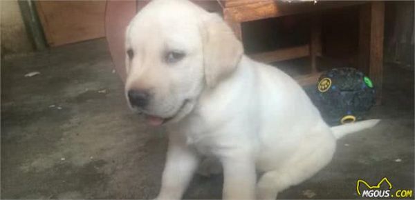 怎样给宠物狗狗接种疫苗，你知道吗？接种疫苗六个要素必须熟记