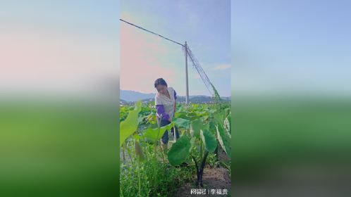 田间挥汗如雨，家里粗茶淡饭，也许已经不是当年那个姑娘。