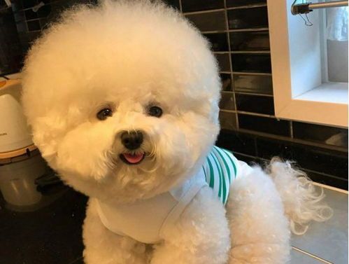 比熊犬何时做绝育手术最适宜?