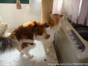 比熊犬何时做绝育手术最适宜?