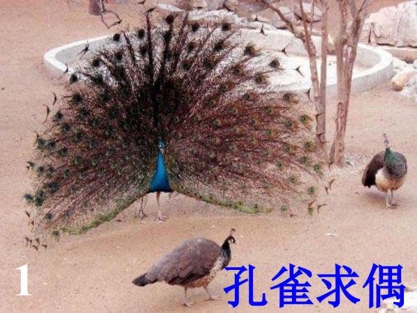 27动物的繁殖活动.ppt_第2页