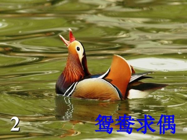 27动物的繁殖活动.ppt_第3页