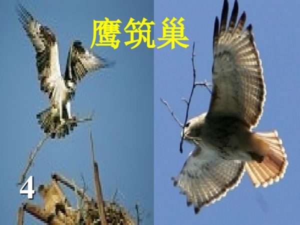 27动物的繁殖活动.ppt_第5页