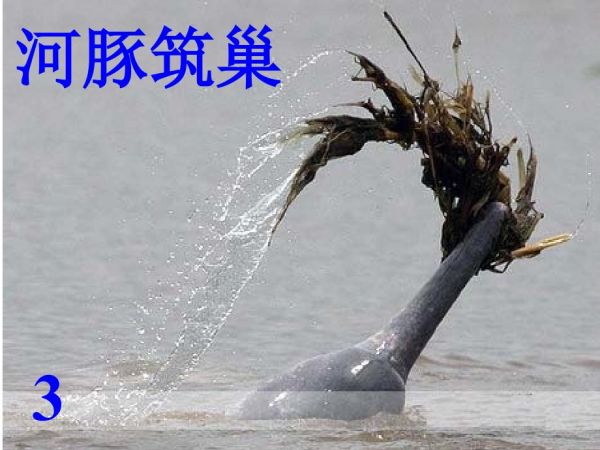 27动物的繁殖活动.ppt_第4页