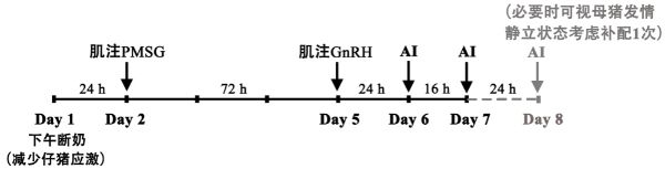 经产母猪定时输精技术流程示意图.jpg