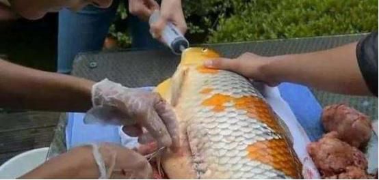 宠物鱼生病，土豪找医生给鱼做手术，表示为了鱼花多少钱都无所谓