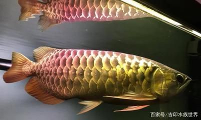 金龙鱼最佳水温（金龙鱼冬季养护技巧金龙鱼病期水温调节水温调节） 龙鱼百科 第5张