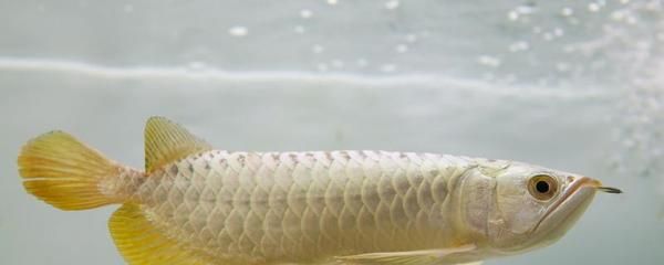 金龙鱼最佳水温（金龙鱼冬季养护技巧金龙鱼病期水温调节水温调节） 龙鱼百科 第1张