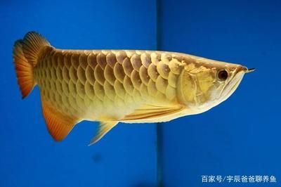 金龙鱼最佳水温（金龙鱼冬季养护技巧金龙鱼病期水温调节水温调节） 龙鱼百科 第4张