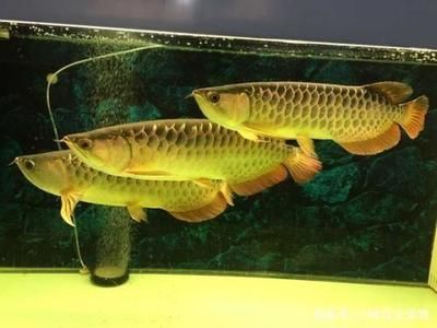金龙鱼最佳水温（金龙鱼冬季养护技巧金龙鱼病期水温调节水温调节） 龙鱼百科 第3张