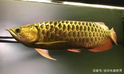 金龙鱼最佳水温（金龙鱼冬季养护技巧金龙鱼病期水温调节水温调节） 龙鱼百科 第2张