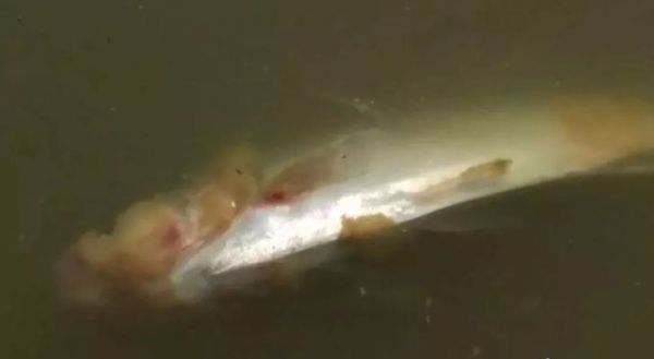 水霉病对鱼苗生长的影响（水霉病对鱼苗生长具体影响以下是水霉病对鱼苗生长的具体影响） 龙鱼疾病与治疗 第1张