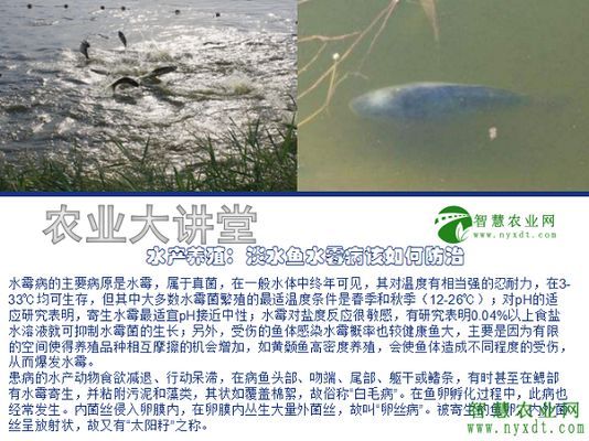 水霉病对鱼苗生长的影响（水霉病对鱼苗生长具体影响以下是水霉病对鱼苗生长的具体影响） 龙鱼疾病与治疗 第5张