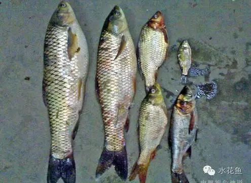 水霉病对鱼苗生长的影响（水霉病对鱼苗生长具体影响以下是水霉病对鱼苗生长的具体影响） 龙鱼疾病与治疗 第2张