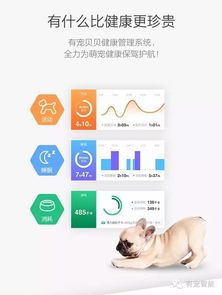 宠物懒怎么办？？懒宠物的健康管理指南