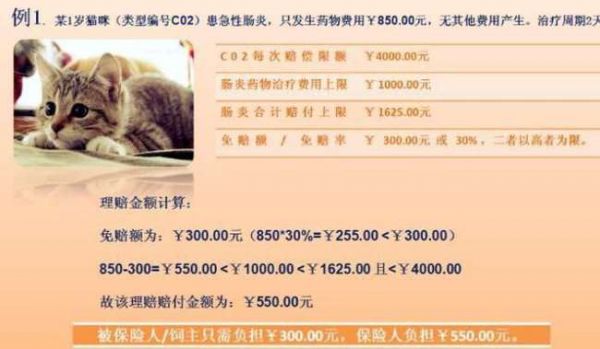 宠物懒怎么办？？懒宠物的健康管理指南